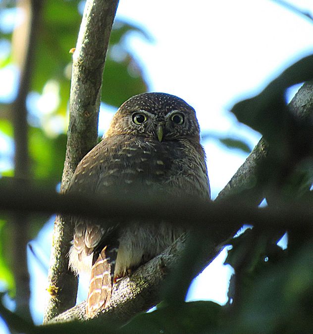 pygmy owl