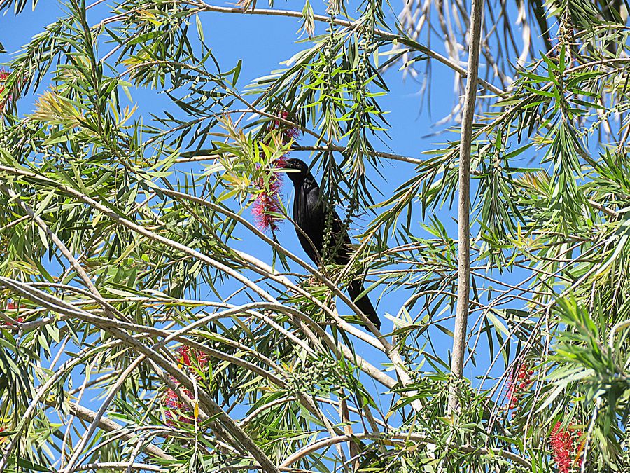 Cuban blackbird
