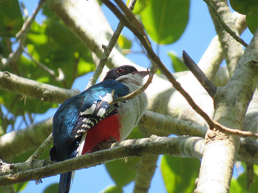Cuban Trogon