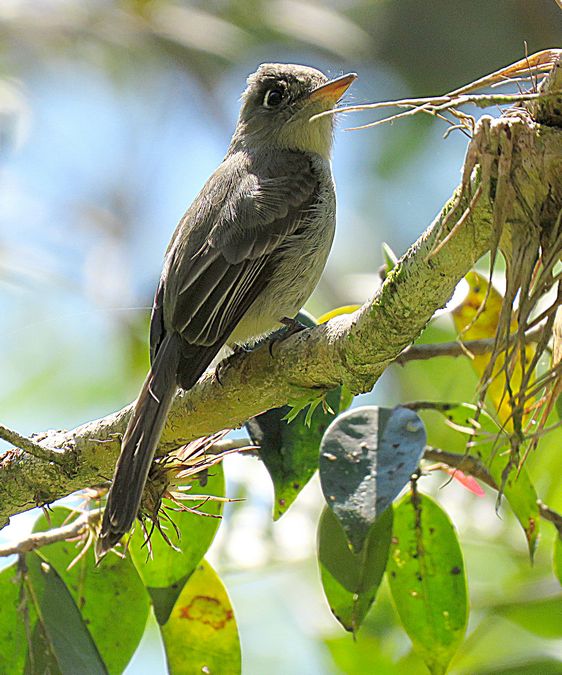 Cuban Pewee