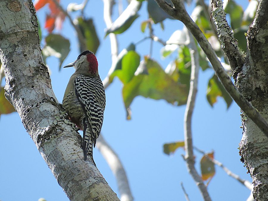 West Indian Woodpecker