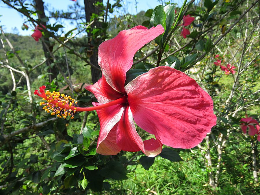 hibiscus