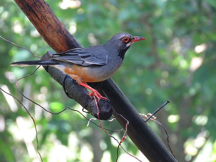 Red-legged thrush