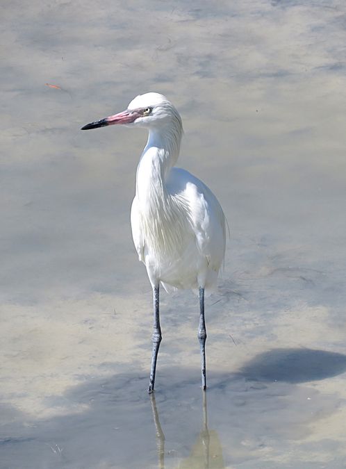egret