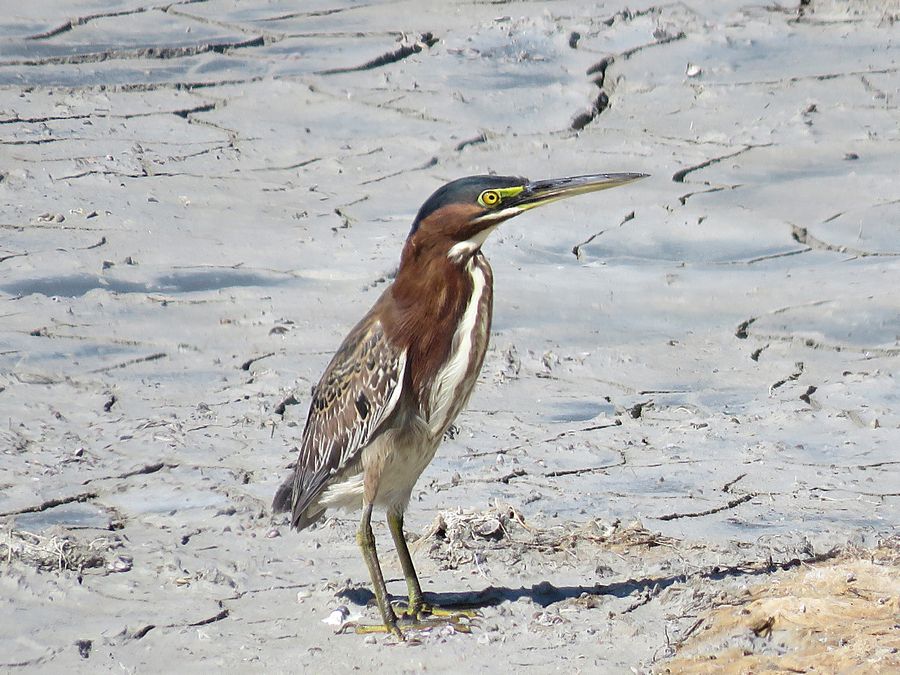 green heron