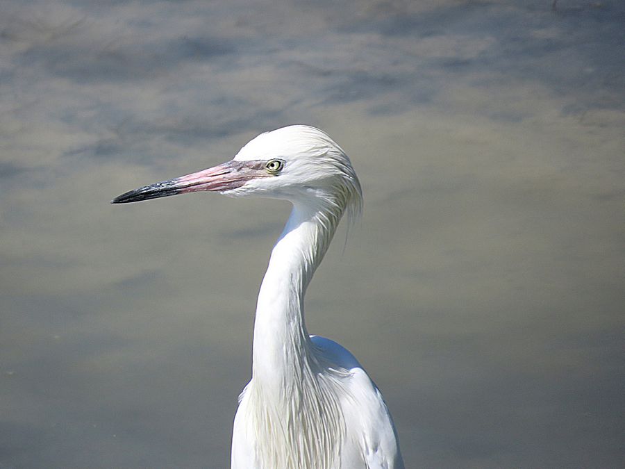 egret