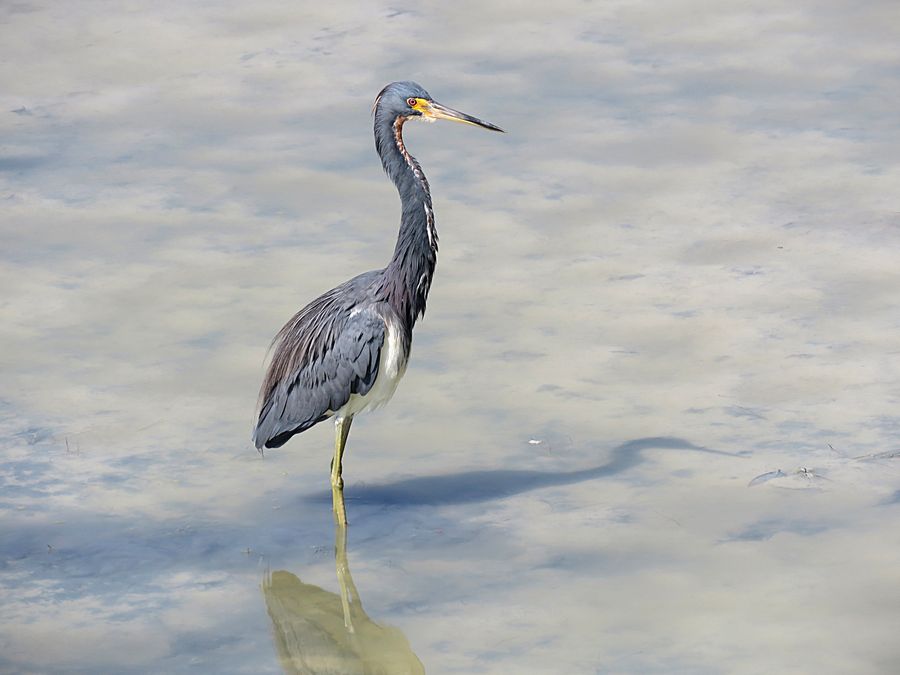 heron
