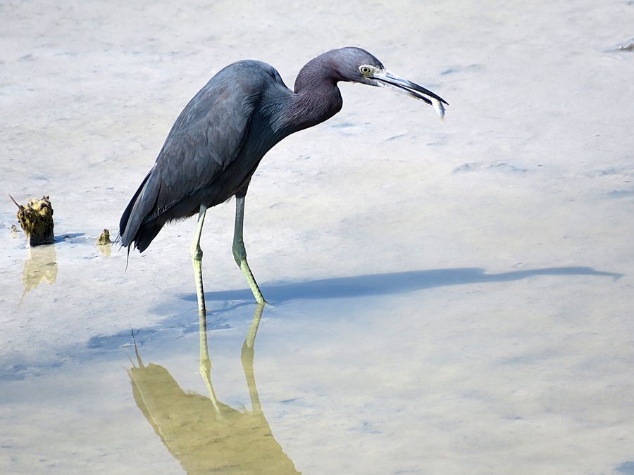 heron with fish