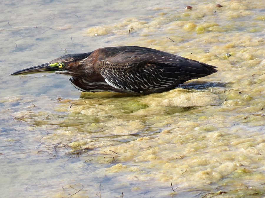 green heron