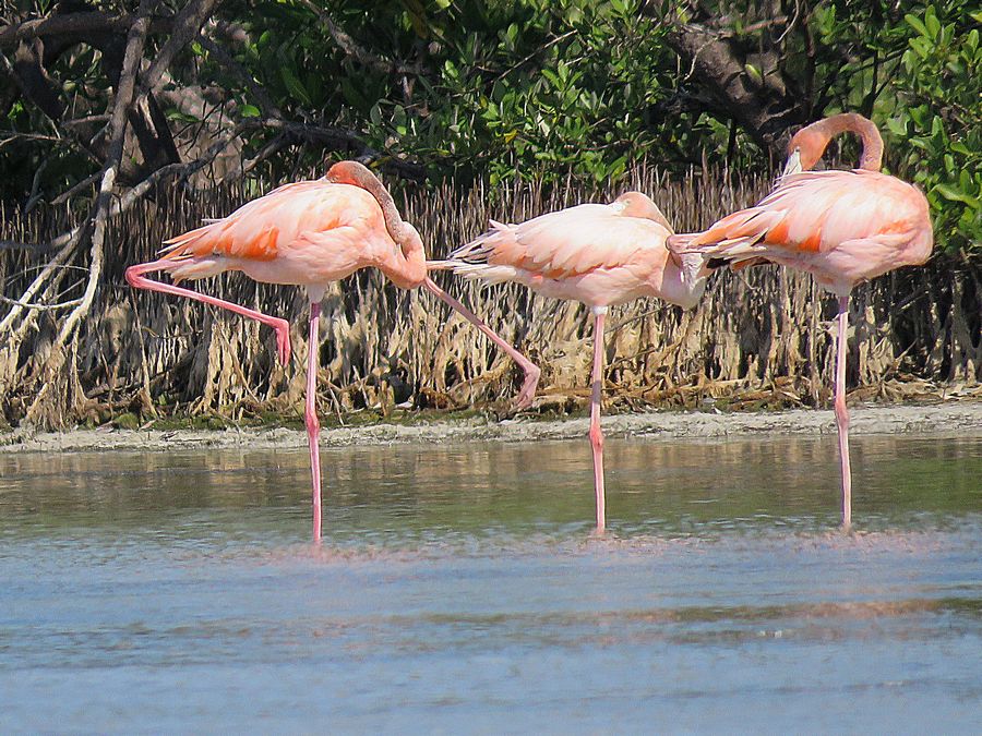 flamingoes