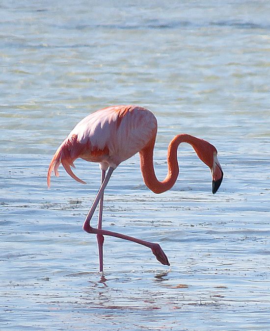 flamingo
