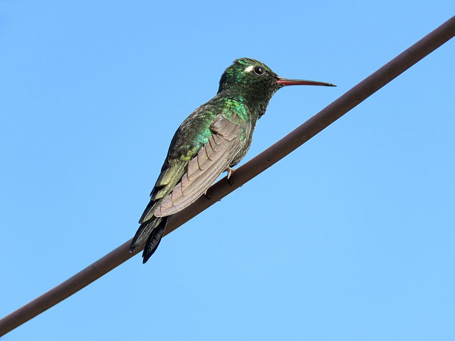 hummingbird