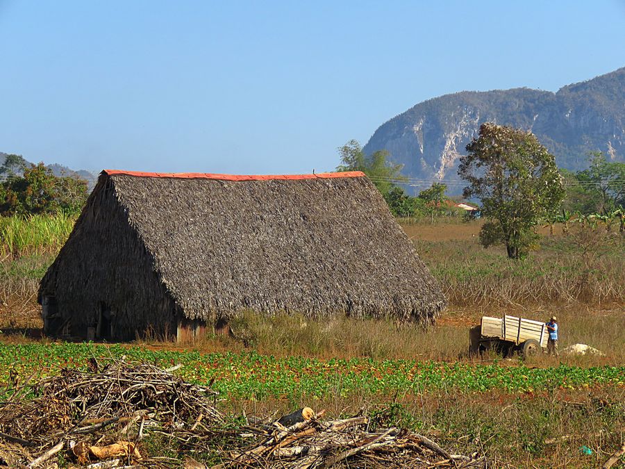 tobacco field