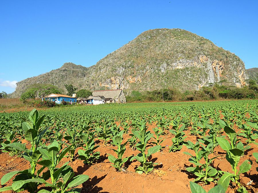 farm and mogote