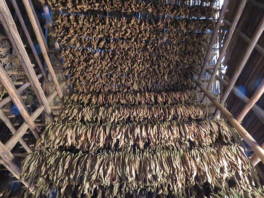 drying tobacco leaves