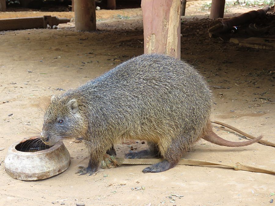 hutia