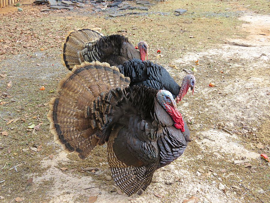 turkeys