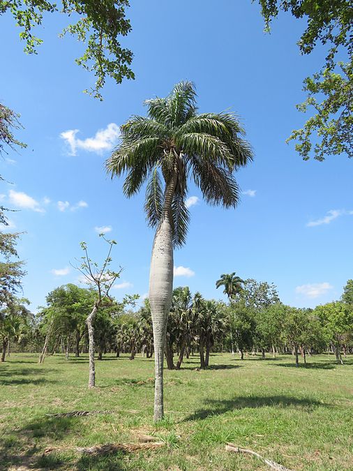 Cuban palm tree