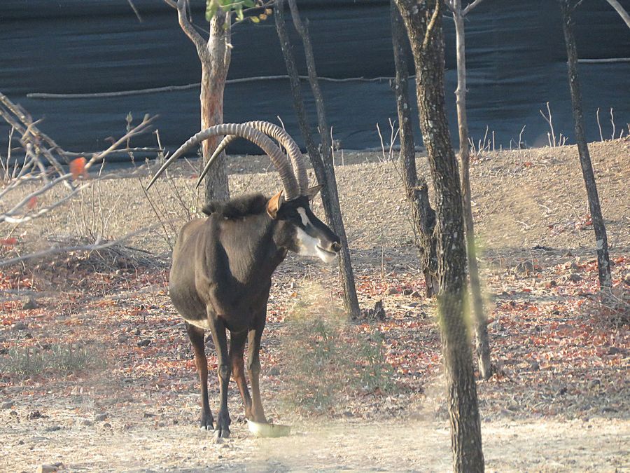 sable antelope