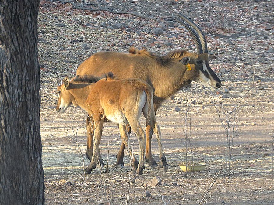 sable antelope