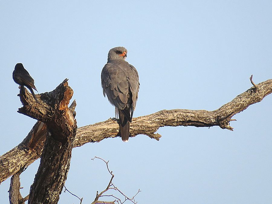 lizard buzzard