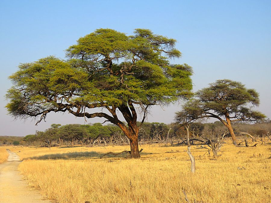 acacia tree
