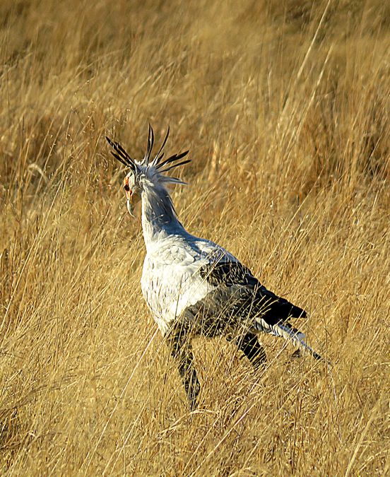 secretarybird