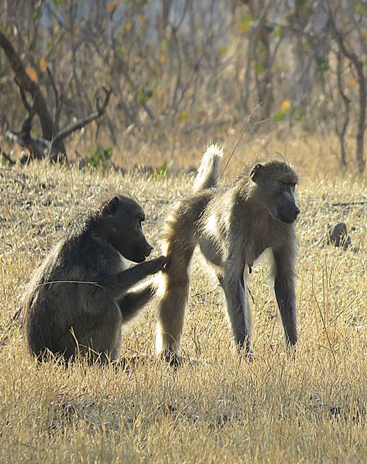 baboons