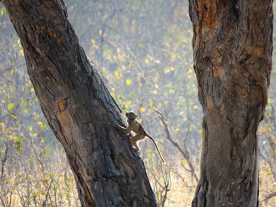 baby baboon