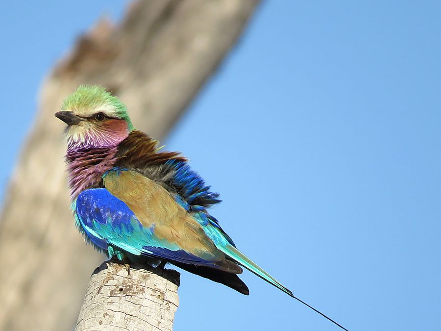lilac-breasted roller