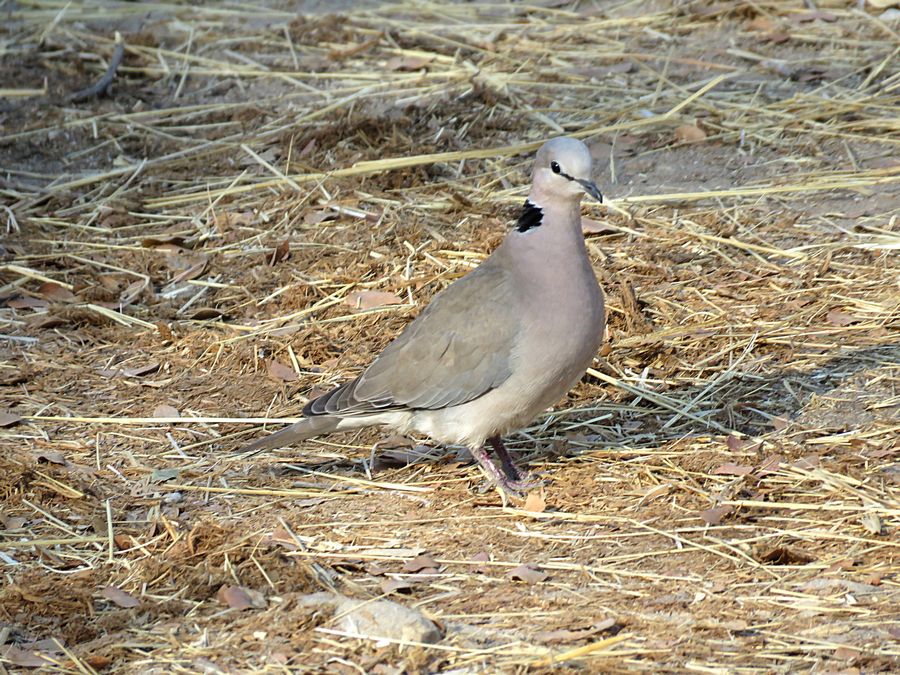 cape turtle dove
