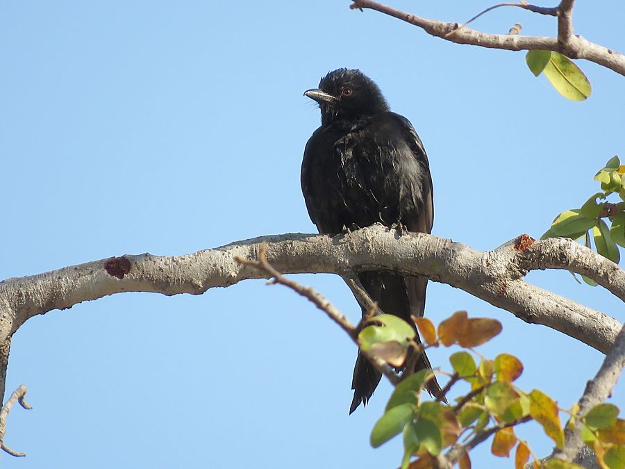 fork-tailed drongo