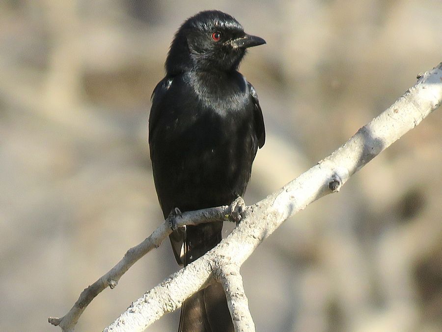 fork-tailed drongo