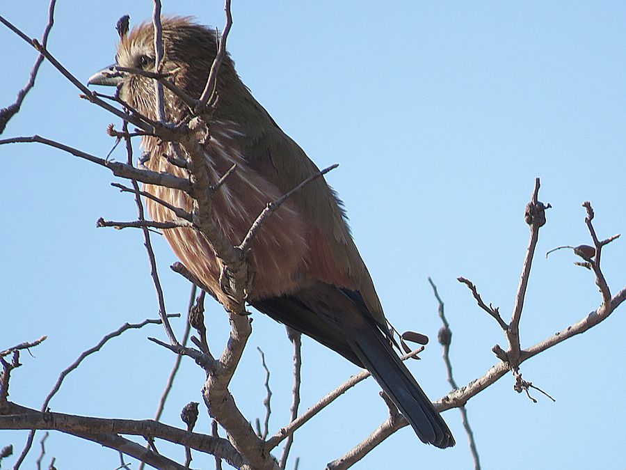 purple roller
