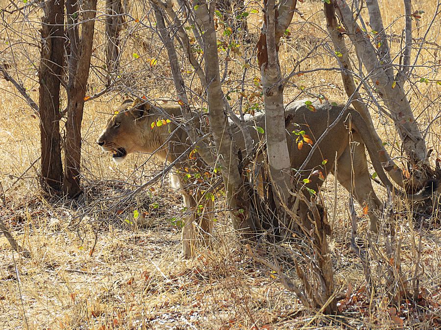 lion
