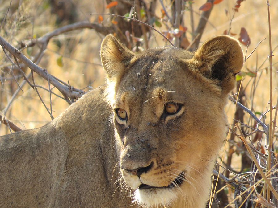 lion