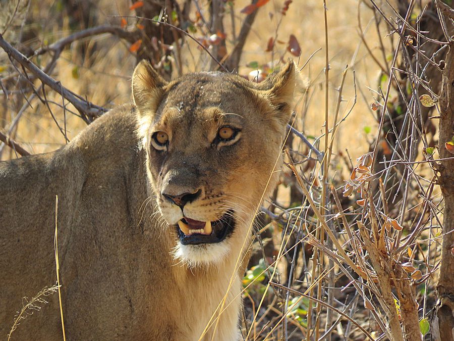 lion