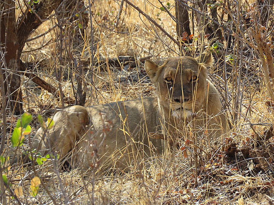 lion