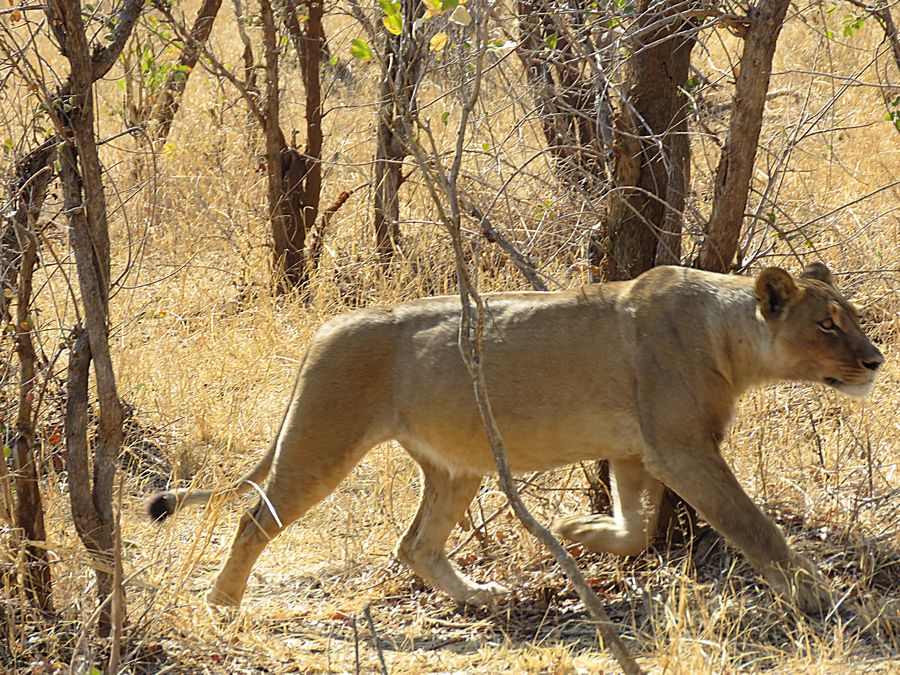 lion