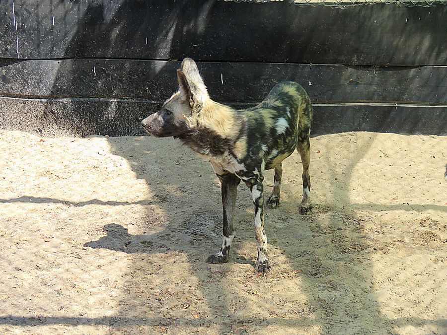 painted dog