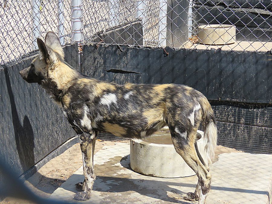 painted dog