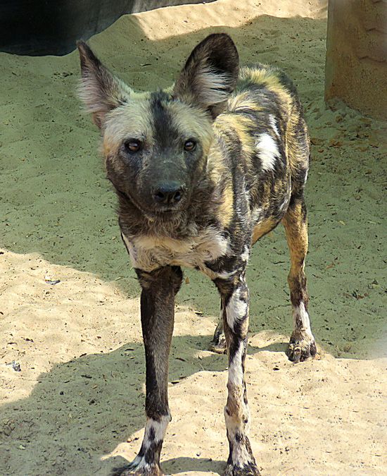 painted dog