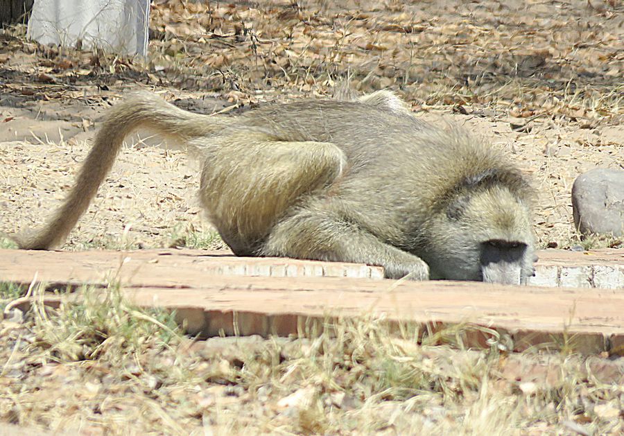 baboon