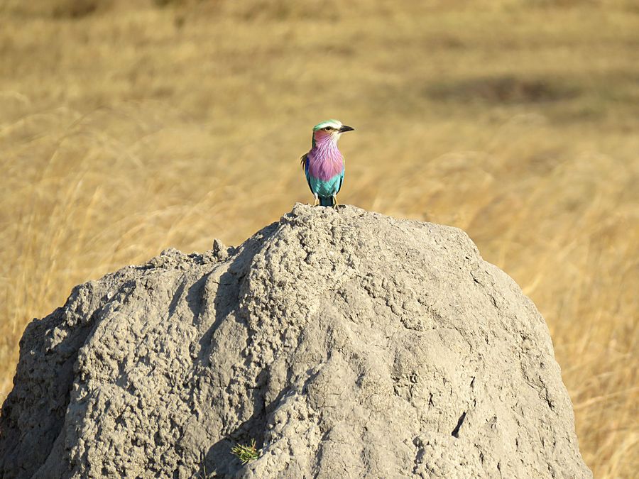 lilac-breasted roller
