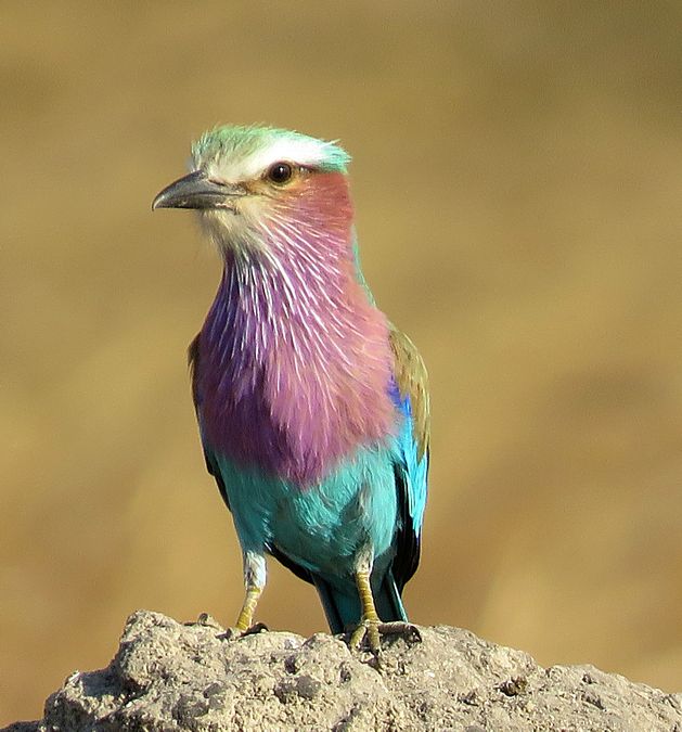 lilac-breasted roller