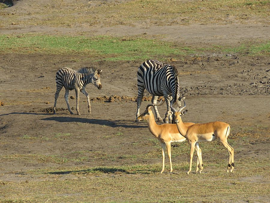 zebras and impala