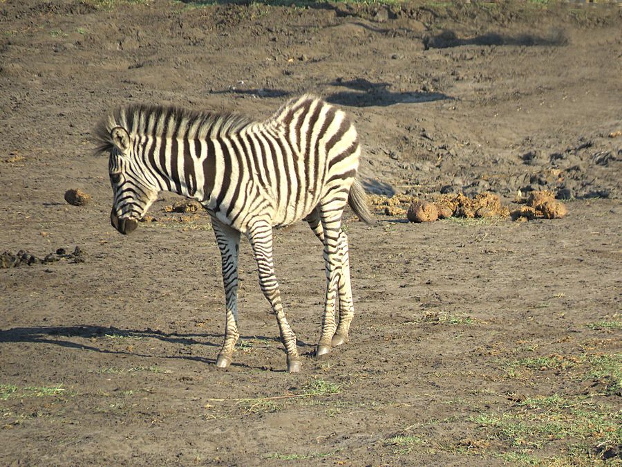 baby zebra