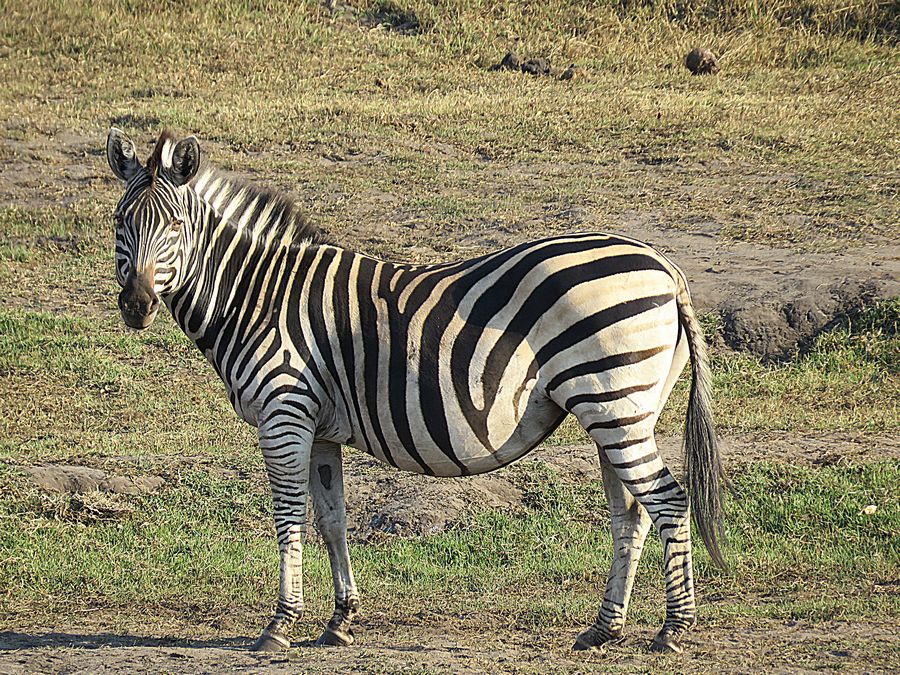 zebra
