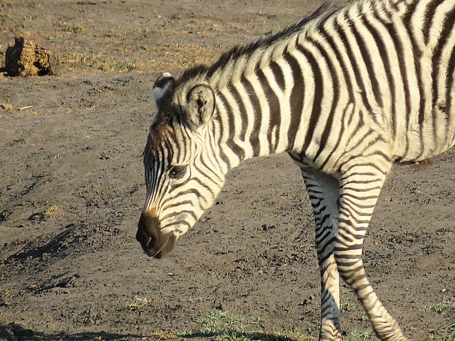 zebra