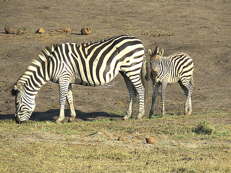 zebras